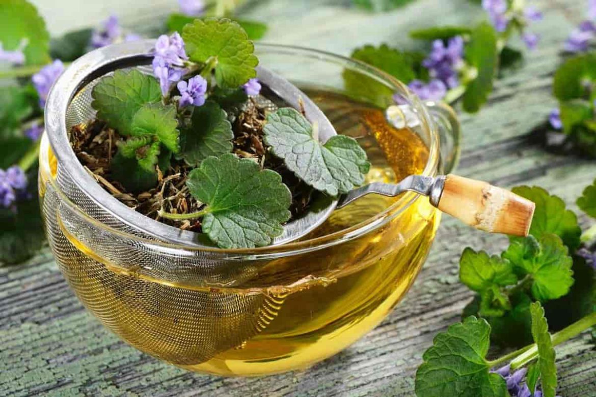 Introduction of medicinal herbal tea at wholesale price