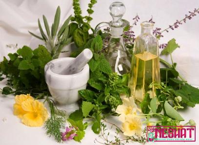 best medicinal plants in the world | Buy at a cheap price