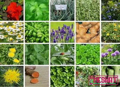 Purchase and price of uncommon medicinal plants types