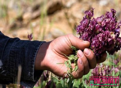 The purchase price of evergreen lavender + advantages and disadvantages