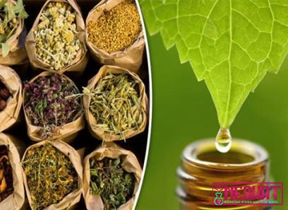 Buy culturally important medicinal plants + best price