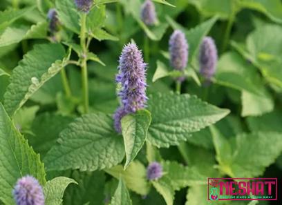 The price and purchase types of backyard medicinal plants