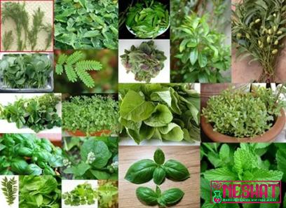 The price of medicinal plants ecornell from production to consumption