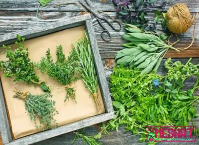 Purchase and price of natural medicine herbs types