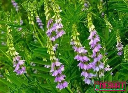 Buy most common medicinal plants + best price