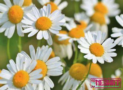 Buy and price of the best chamomile types