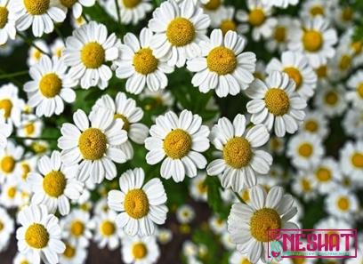 Buy all kinds of egyptian chamomile at the best price