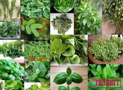 Price and buy common indian medicinal plants + cheap sale