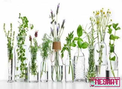 Buy common medicinal plants in the philippines + best price