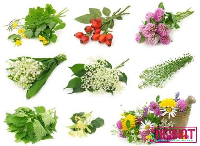 important medicinal plants of jammu and kashmir + best buy price