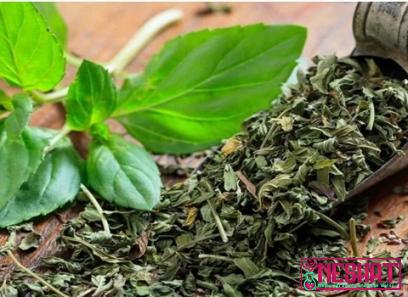 Buy common medicinal plants in kerala at an exceptional price