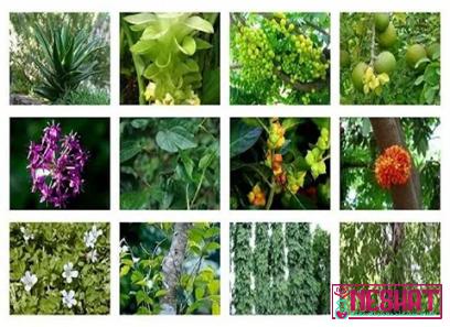 Price and buy uncommon medicinal plants in the philippines + cheap sale