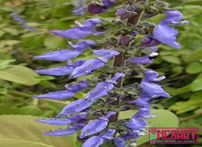 best natural medicinal plants | Buy at a cheap price