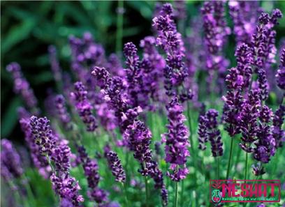 The purchase price of lavender extract + advantages and disadvantages