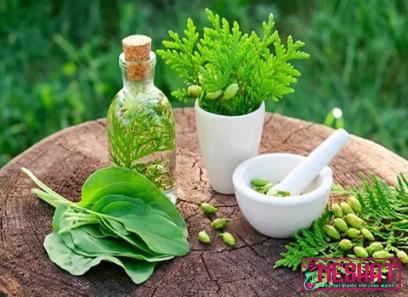 Buy important medicinal plants in kerala + best price