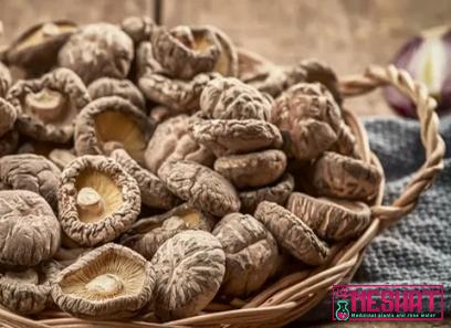 most powerful medicinal mushrooms | Buy at a cheap price