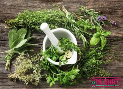 Buy and price of herbal medicine natural herbs