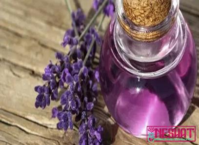 The purchase price of blue lavender + advantages and disadvantages