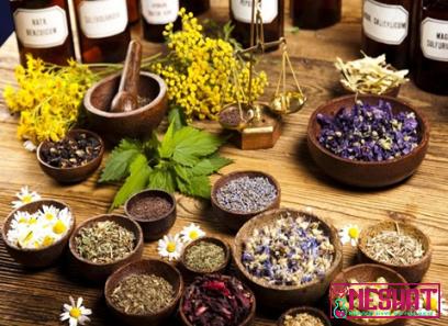 best medicinal plants for home | Buy at a cheap price