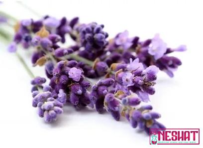 The purchase price of culinary lavender + advantages and disadvantages