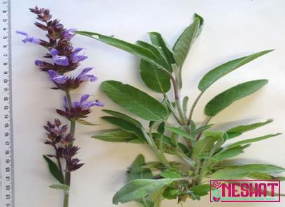 Purchase and price of organic medicinal herbs types